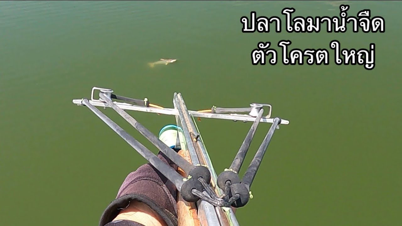 ขึ้นอย่างกับปลาโลมา เอาคนเดียวเกือบไม่ได้ 