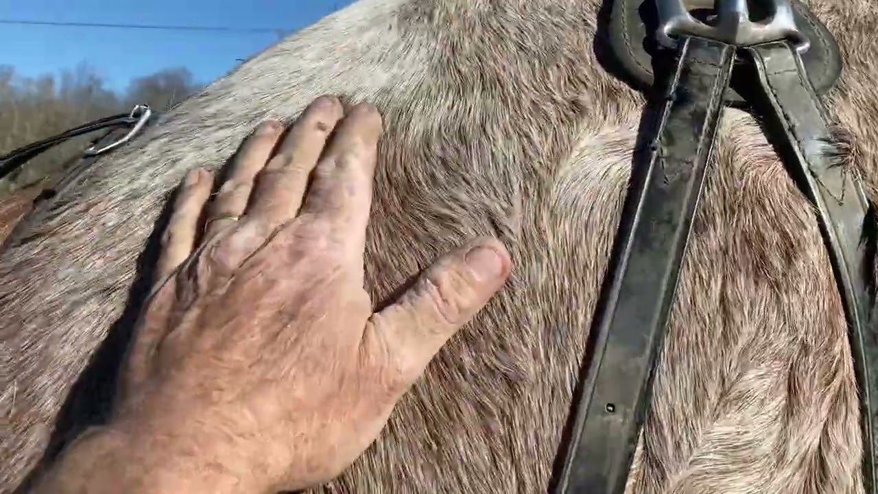 The horses are back to plowing 