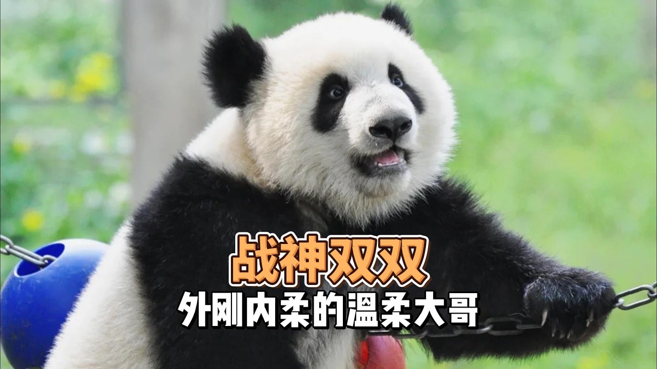 战斗力爆表、却温柔到骨子里的战神；一个能一打三、却对弟弟妹妹无限包容的大哥，谁能不爱这样的双双呢？