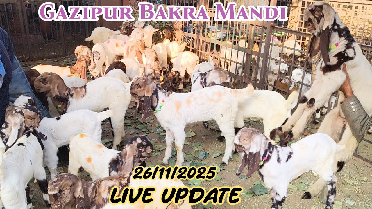 Gazipur Bakra Mandi live update 26/11/2025 delhi 