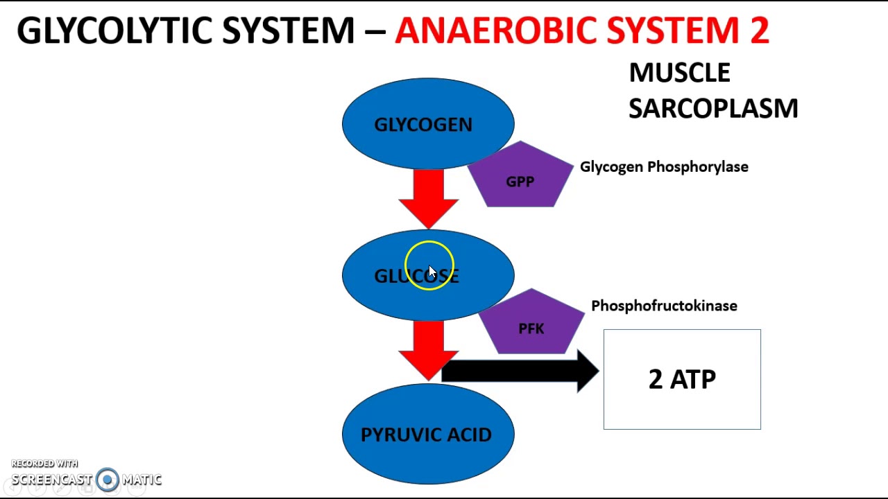 GLYCOLYTIC SYSTEM