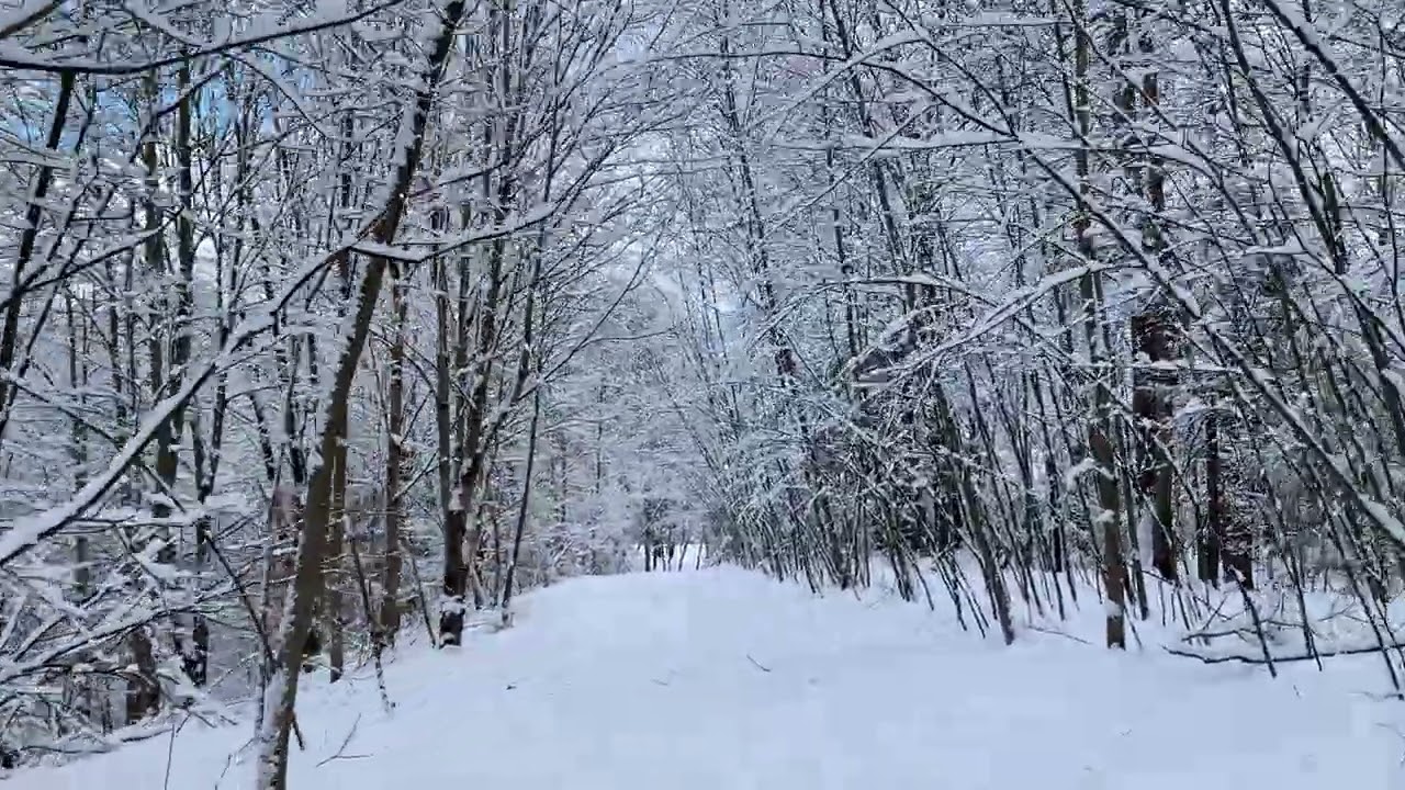 20260119walkInWoods1
