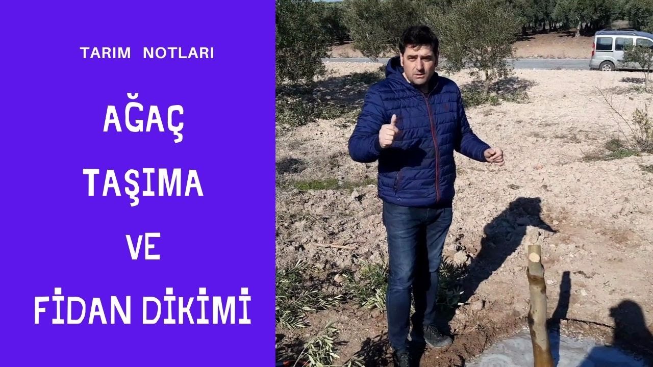 ağaç taşıma nasıl yapılır ? zeytin ağacı nasıl yer değiştirilir ? ağaç ve fidan dikimi