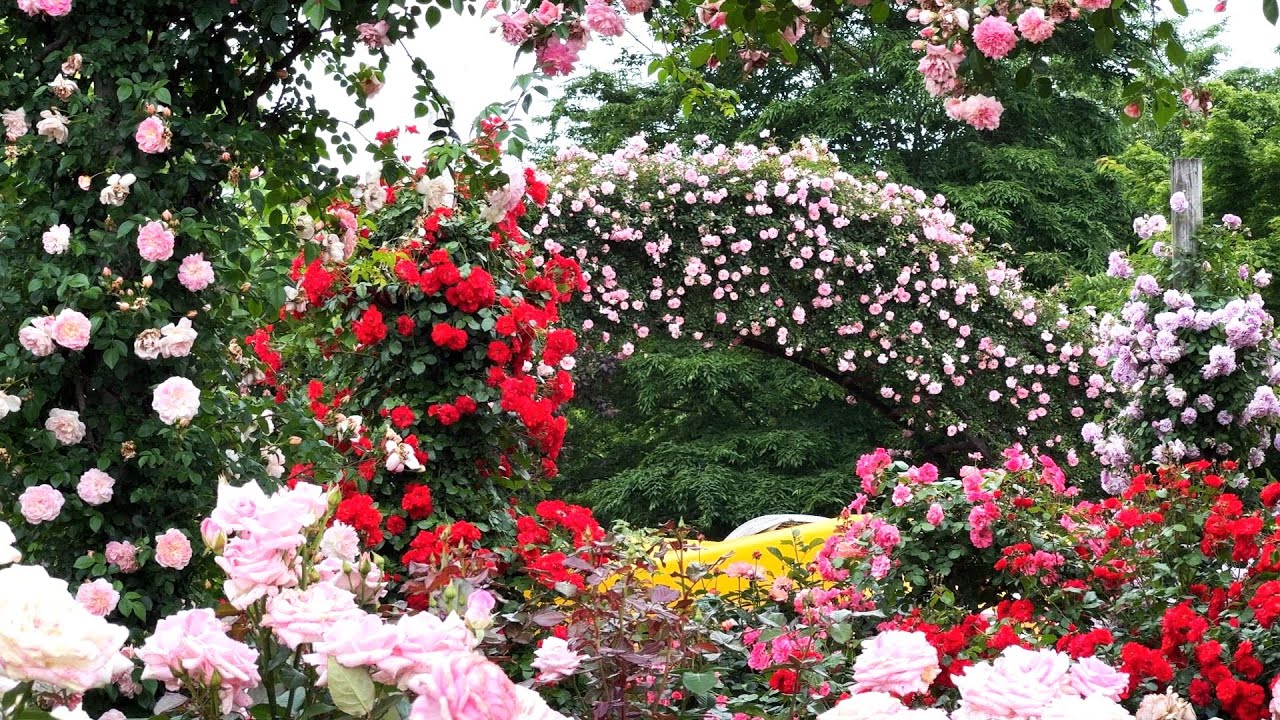 【4K】早朝の京成バラ園（千葉県）2024年5月19日  May 19,2024　Japanese rose garden in the early morning