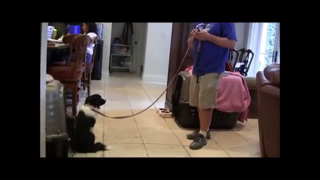 How to teach the Sit & Stay command