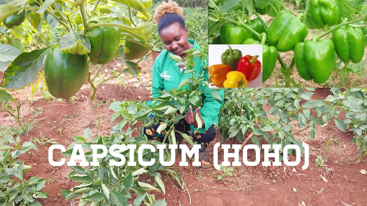 HOW TO DO CAPSICUM  (hoho) FARMING WITH LESS CAPITAL