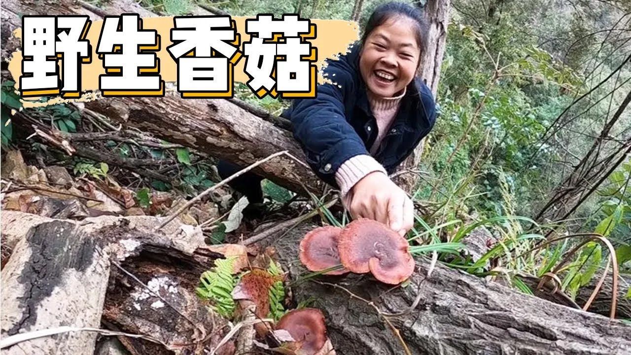 山上冰雪融化了，兩人上山找野生香菇，發現一朵又一朵，太過癮了【侗家老羅】