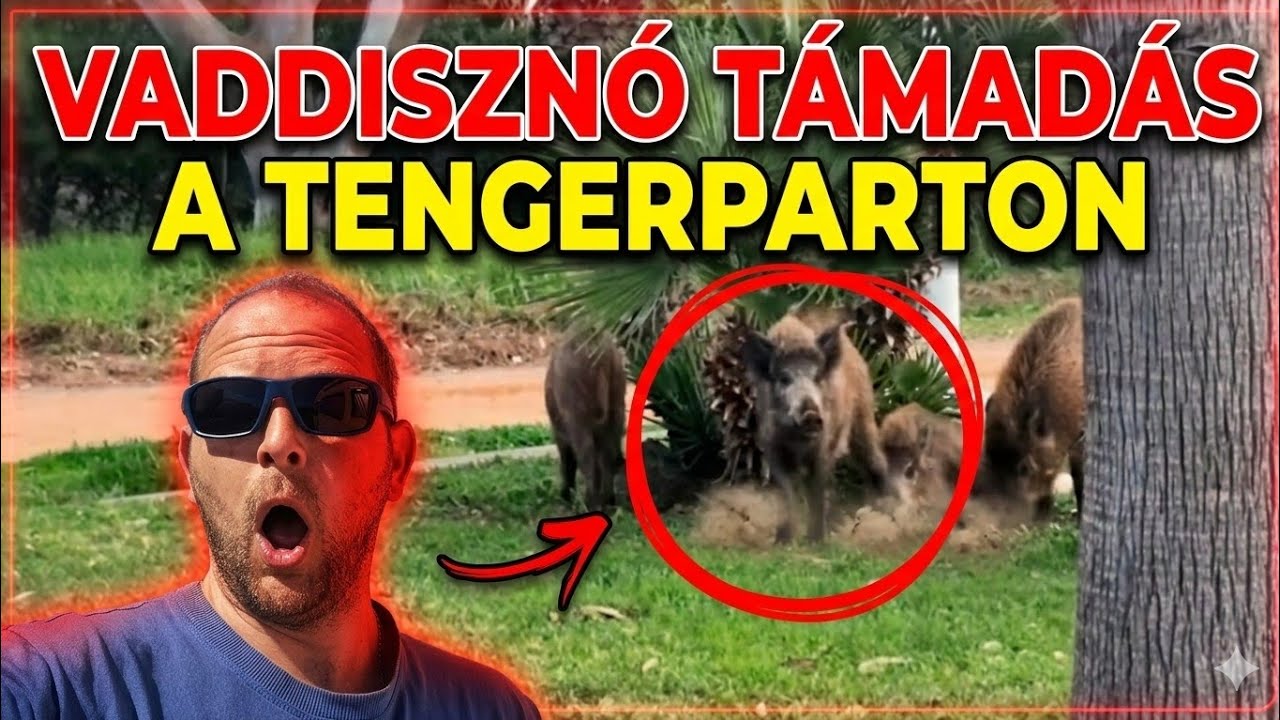 Vaddisznó-invázió a strandon! - Valenciai kalandunk