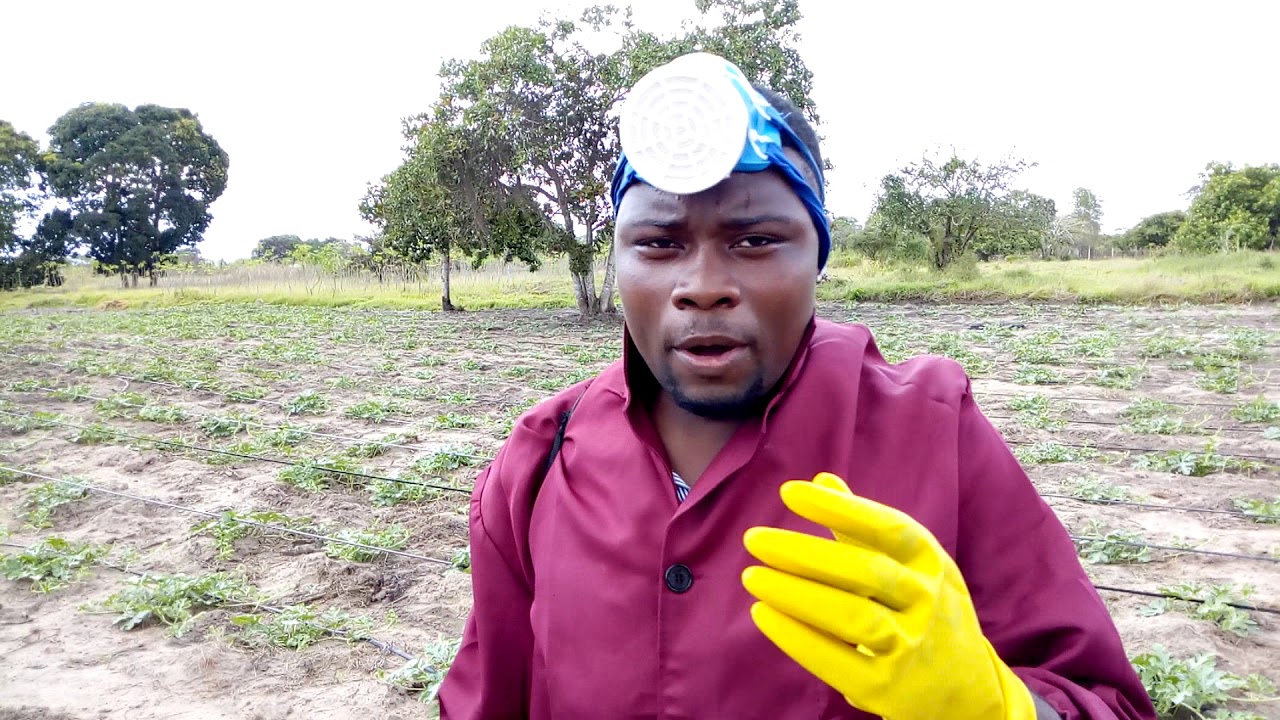 NJINSI YA KUPIGA DAWA MMEA WAKO NA KANGETAKILIMO