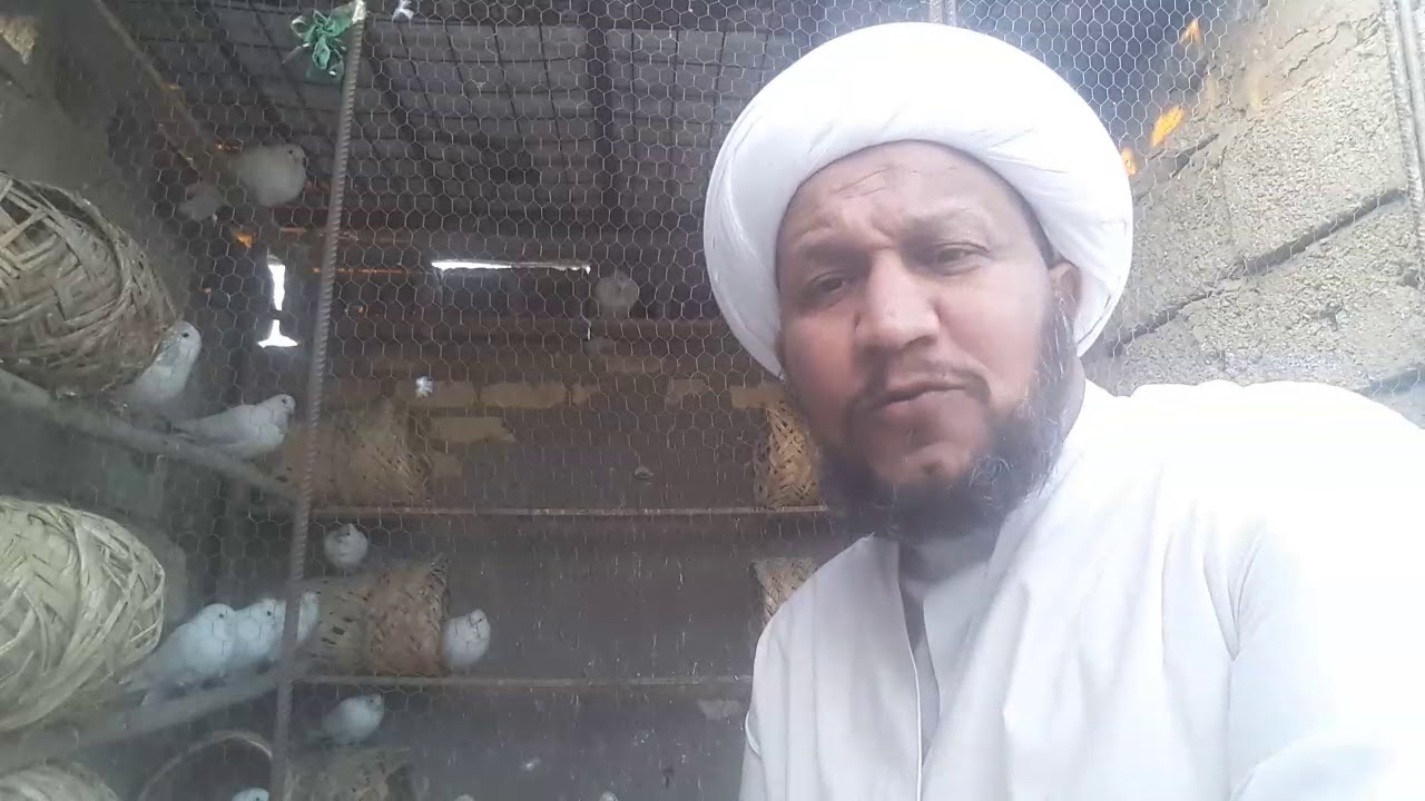 الطيور و ( المطيرجية ) بين الحلال والحرام  ..... نظرة المجتمع وايذاء الجيران وغيرها من الامور التي س