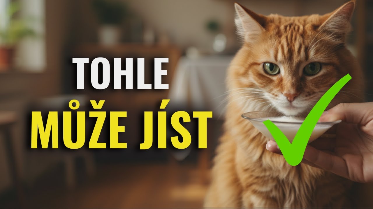 Potraviny, které kočkám nevadí