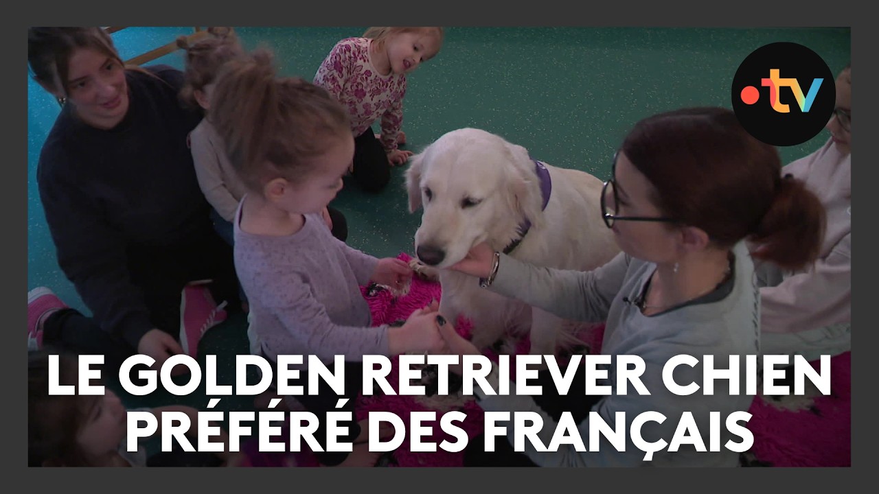 Le Golden retriever devient le chien préféré des Francais devant le Berger australien