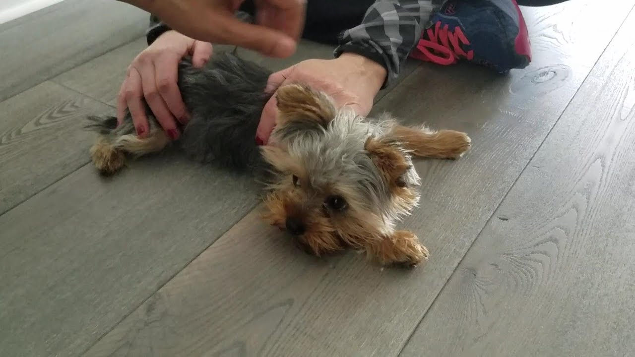 Teaching God Dog Parents How To Walk Puppy Paxton