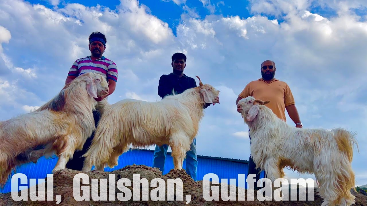 Gul, Gulshan, Gulfaam - India’s Most Beautiful Sindhi Goats at Pansare Goat Farm Pune