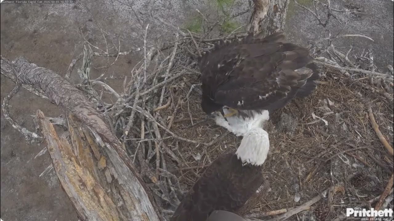 SWFL. M15 delivers a bird to his hungry eaglet /14:55/ 2026-03-03