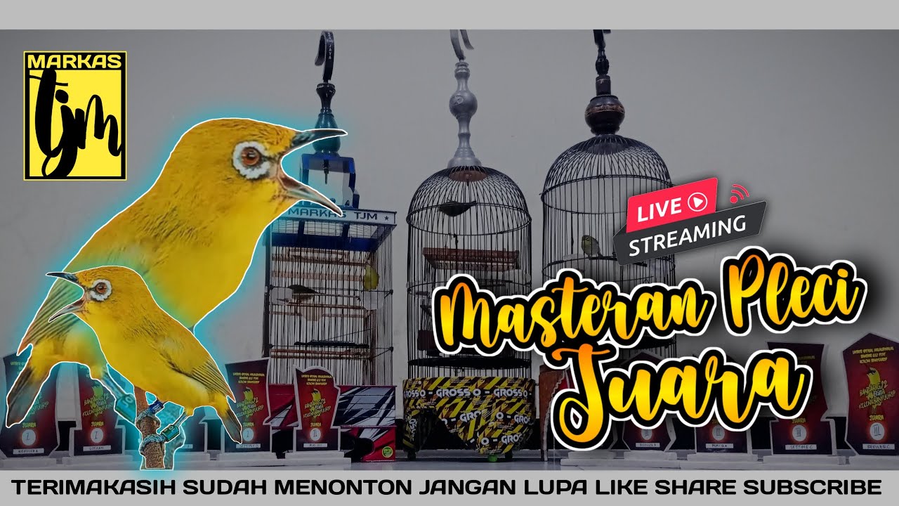 🔴LIIVE masteran PLECI juara full tembakan