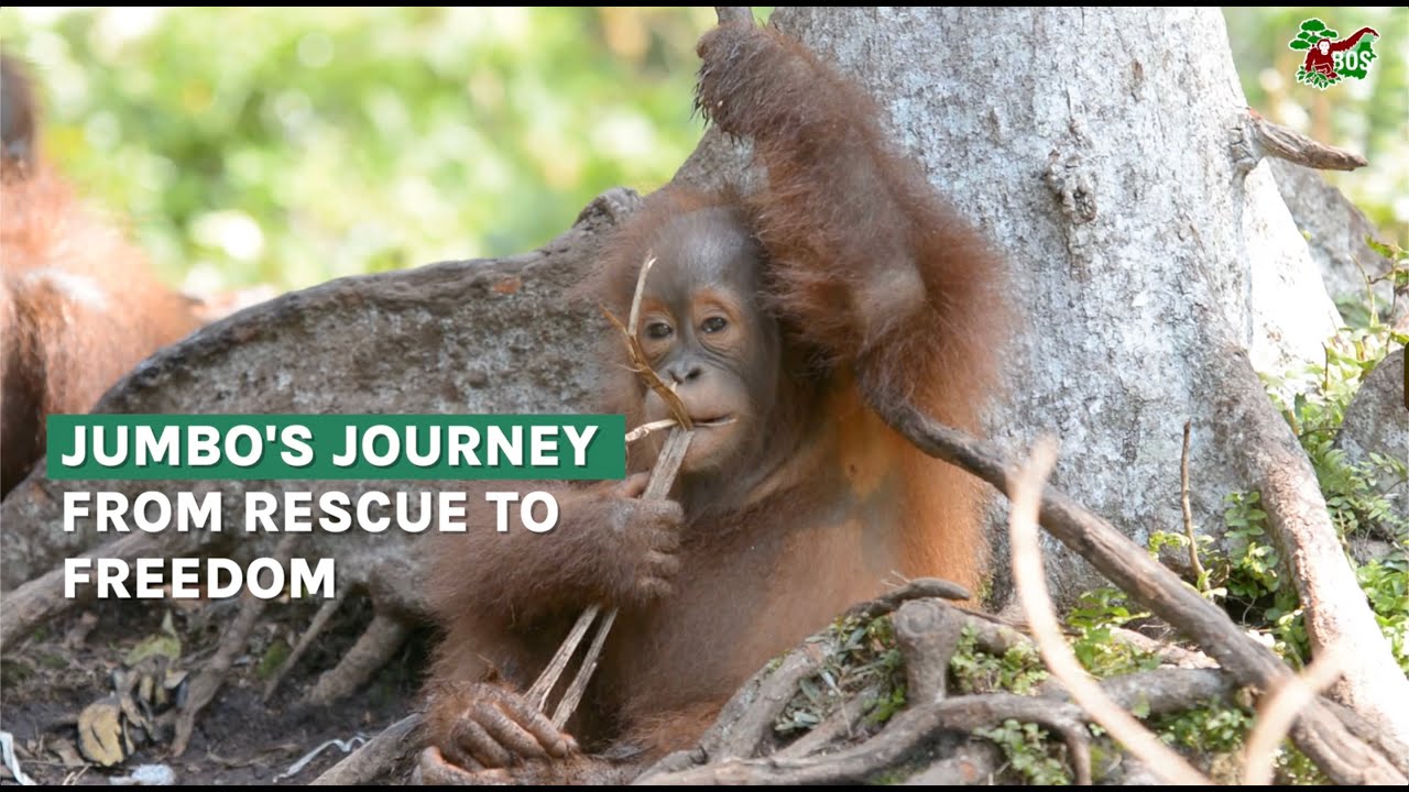 Jumbo's Journey to Orangutan Freedom