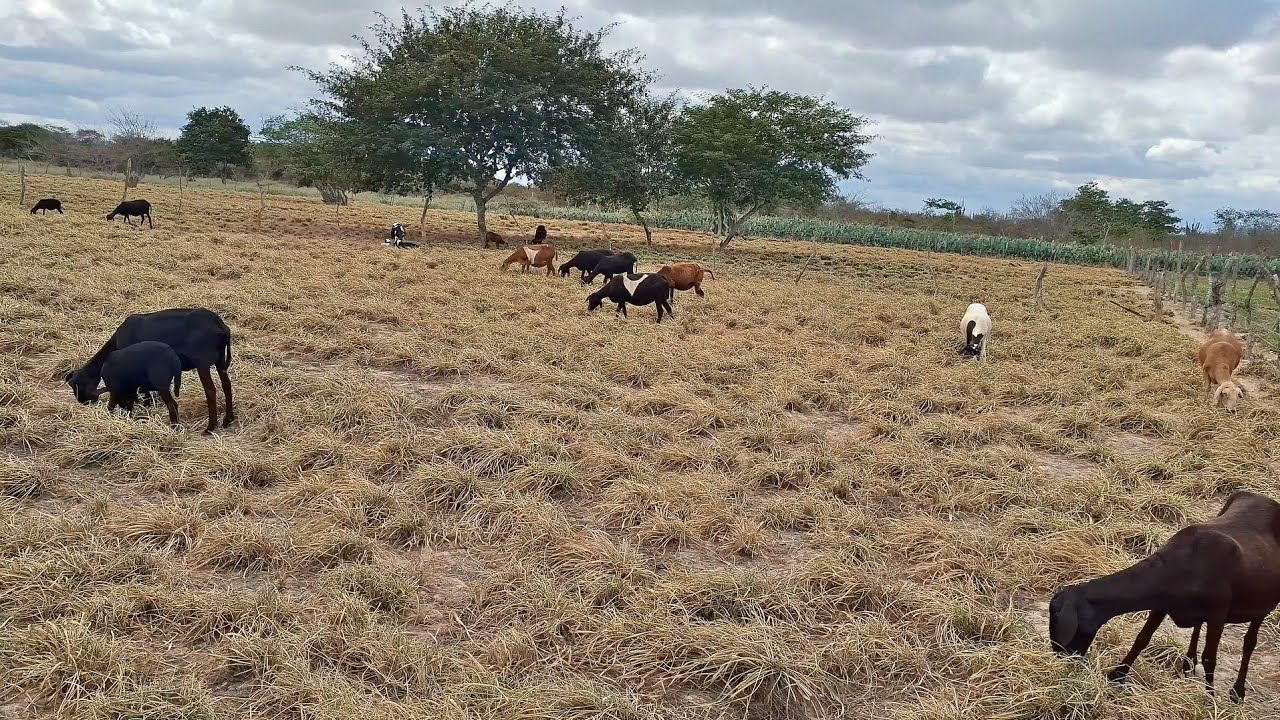 MANEJO ALIMENTAR DE OVINOS NO PERÍODO SECO DO ANO REGIÃO SEMIÁRIDA!!