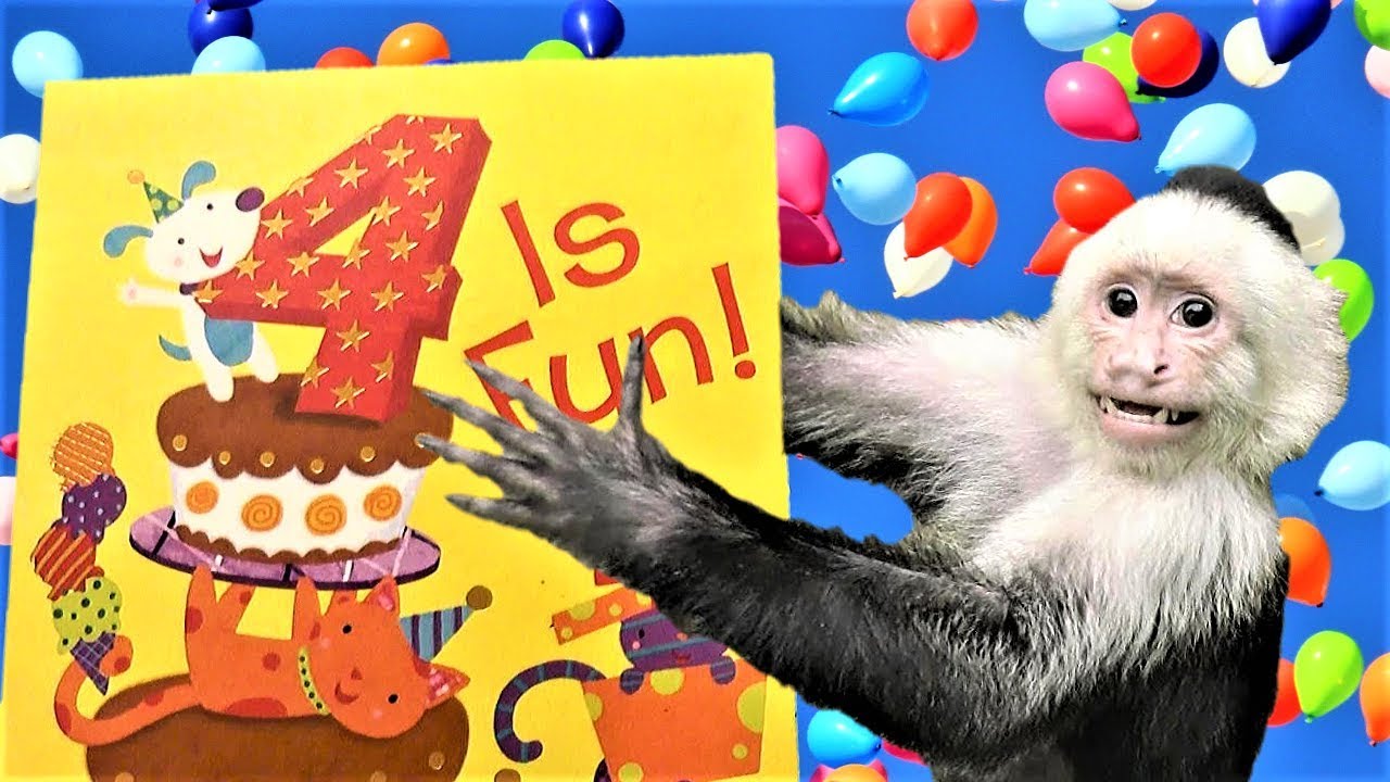 Monkey Lillian's Celebration Never Ends! | Capuchin Monkey | Pet Monkey