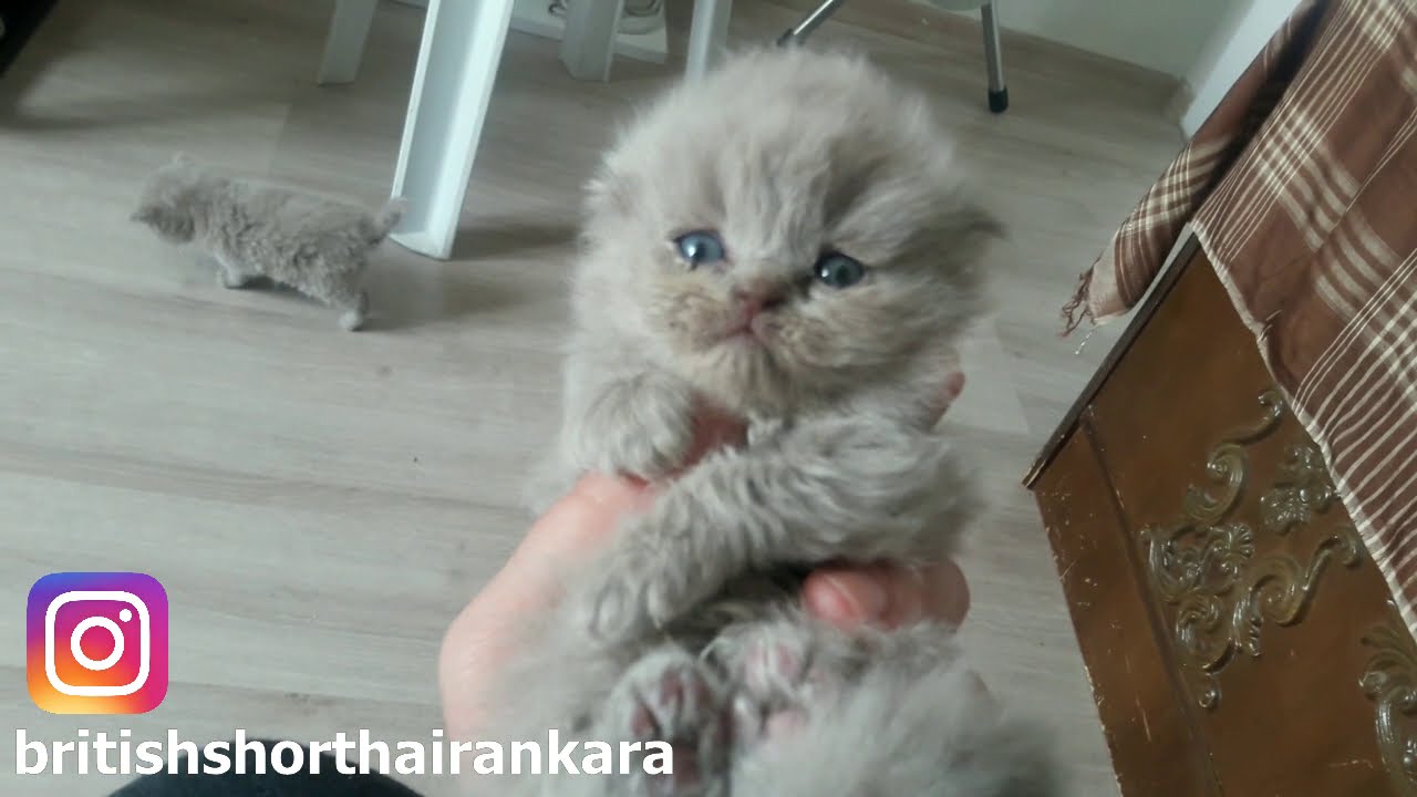 Yavru Pandalar Büyüyor Kedilerde Göz Rengi Değişimi British Shorthair Sahiplenme