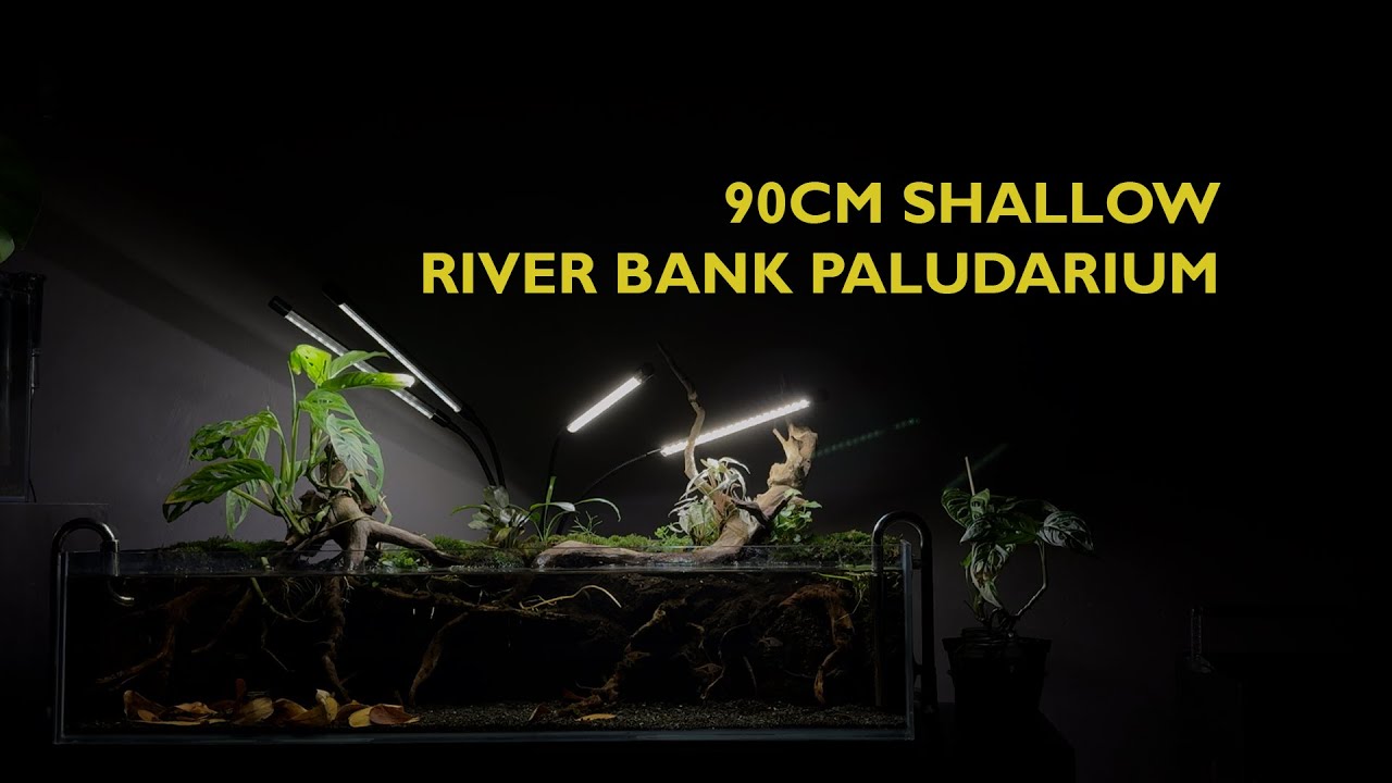 90cm shallow river bank paludarium