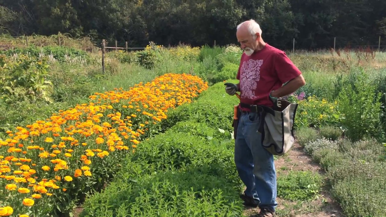Skullcap - How to Harvest with Michael Pilarski 