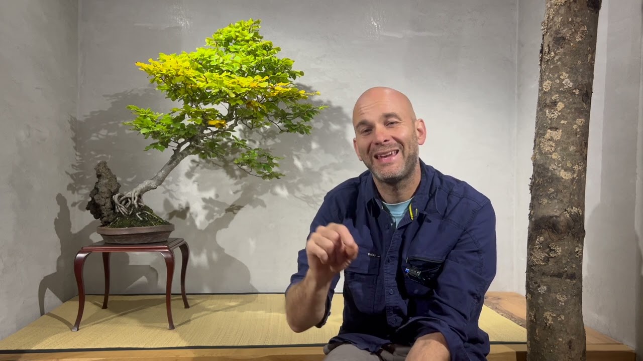 Bonsai techniques: Displaying and preparing a Bonsai for Exhibitions by Peter Warren