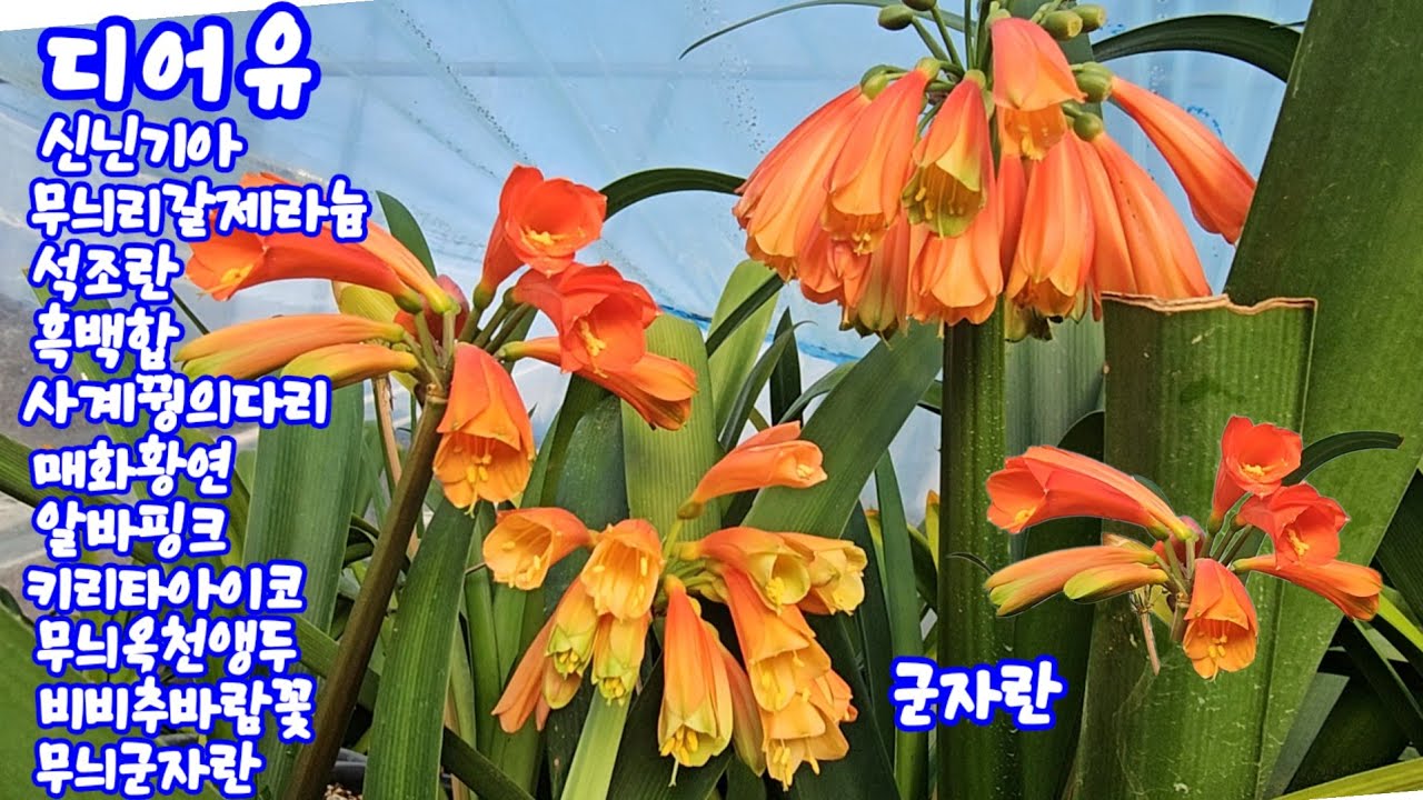 #디어유#신닌기아#무늬리갈제라늄#홍화사계꿩의다리#석조란#흑백합#매화황연#알바핑크#키리타아이코#무늬옥천앵두#샌드베이지#후루겐스바람꽃#그로버섬#무늬군자란#겹비올라