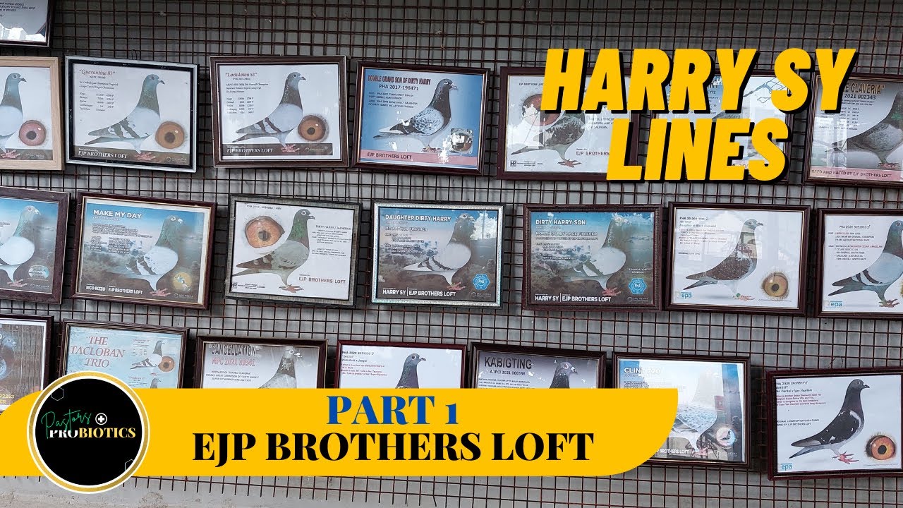 Mga Dirty Harry pigeons na nagbigay ng karangalan!