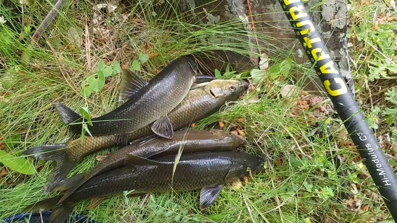 Pescar barbos en desove en un bonito rio