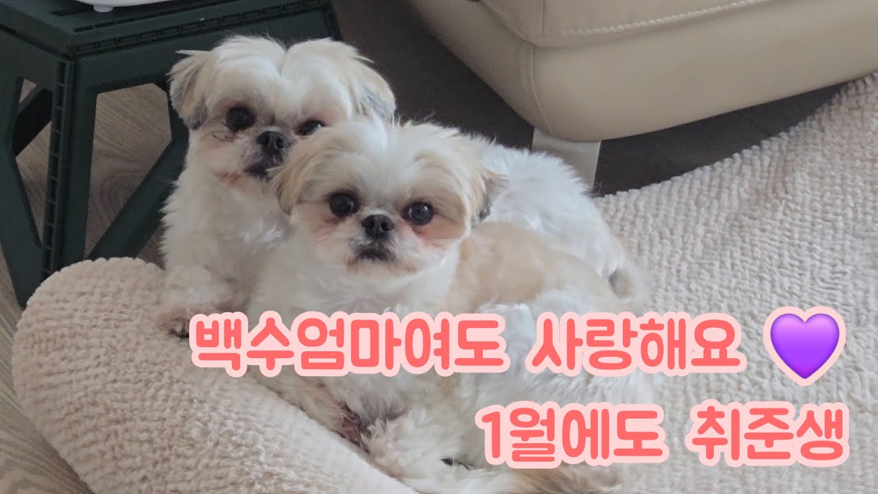 [백수일지]2026년 1월 일기 #강아지육아 #백수생활 #일상브이로그 #다이어트 난항중..