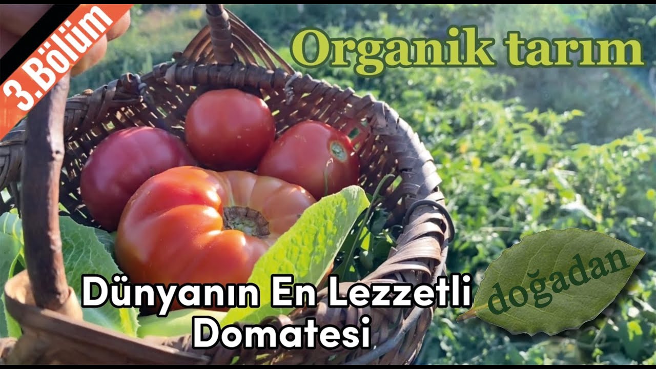 Dünyanın En Lezzetli Domatesi / Elazığ Yerli Tohum Domates