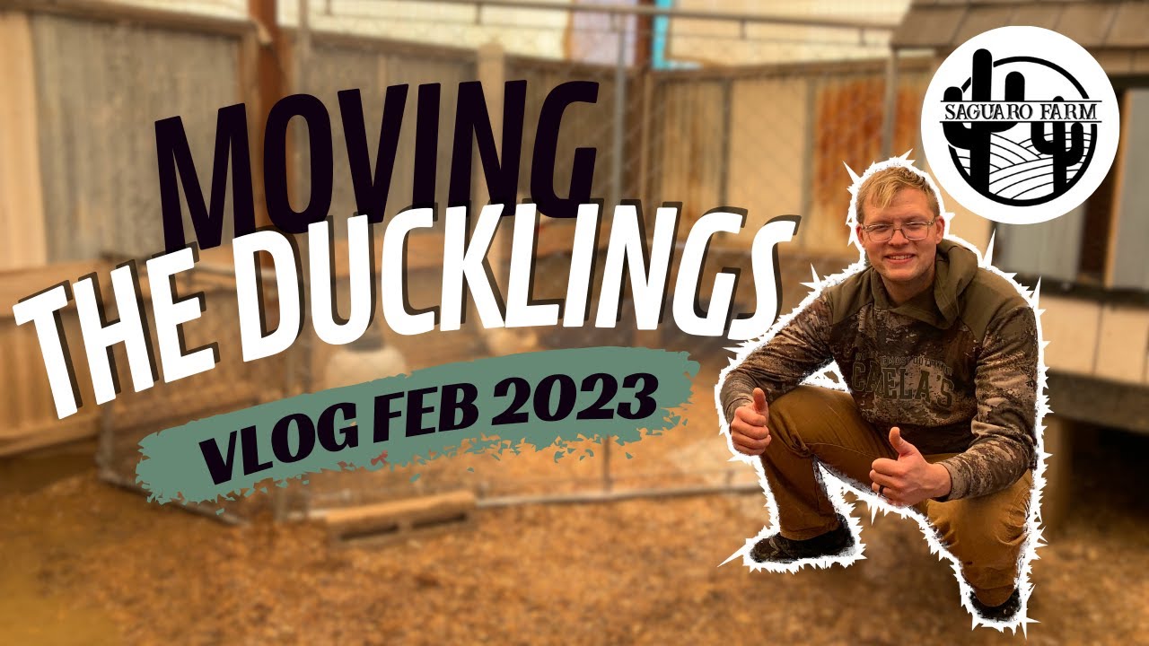 Moving Ducklings Outside!  February Vlog