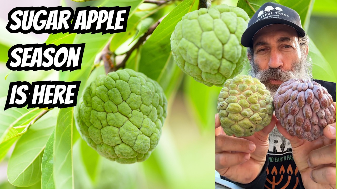 Sugar Apple and Atemoya Season in South Florida  andSeptember Fruit Tour