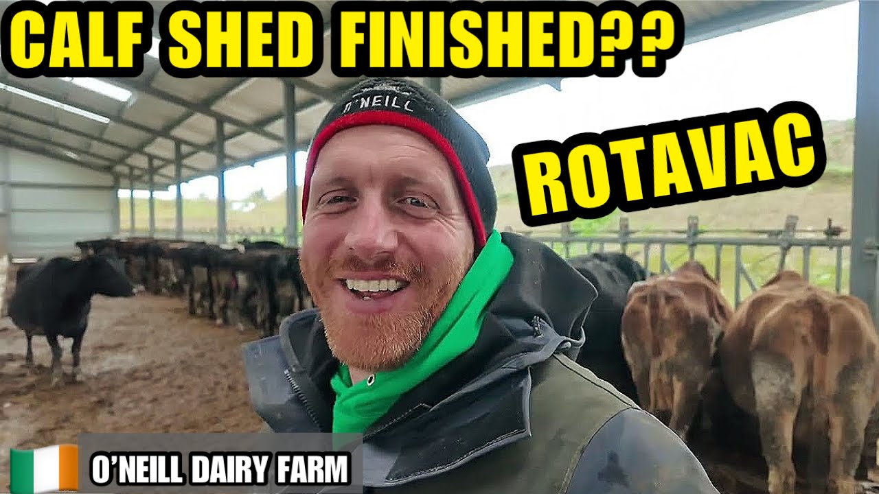 Calf Shed Finished?? Rotavac Vaccination + Hoof Trimming | O’Neill Dairy Farm
