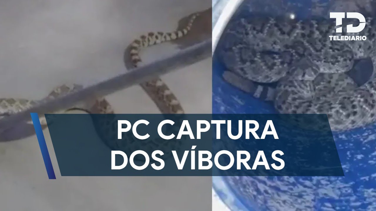 Capturan dos víboras de gran tamaño en Escobedo