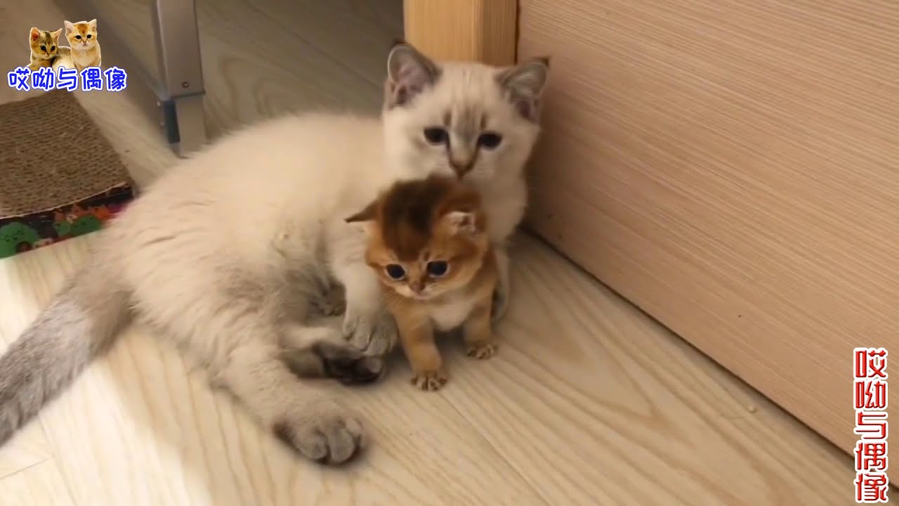 主人让小猫帮看奶猫，它心情不爽找母猫打架，打输了又来欺负奶猫