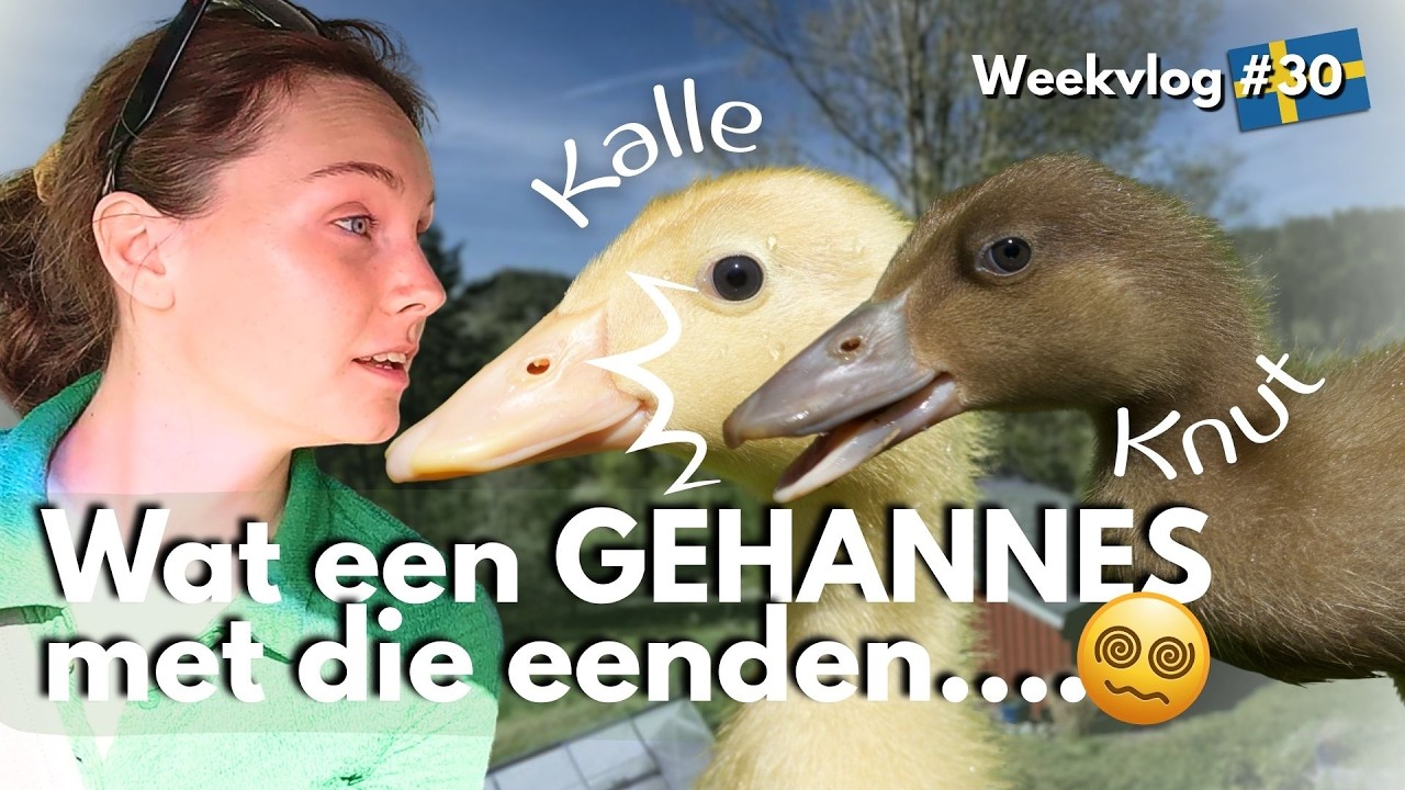 CHAOS MET DE LOOPEENDEN 🦆 | Nieuw huis + buitentoilet bouwen! | #30