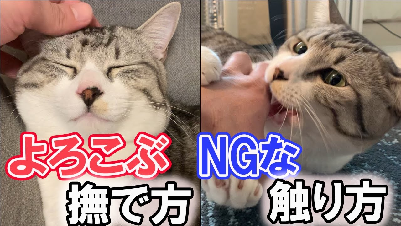 あなたはやってませんか⁉猫が嫌がるNGな触り方！猫がよろこぶ撫で方も解説‼【保護猫】