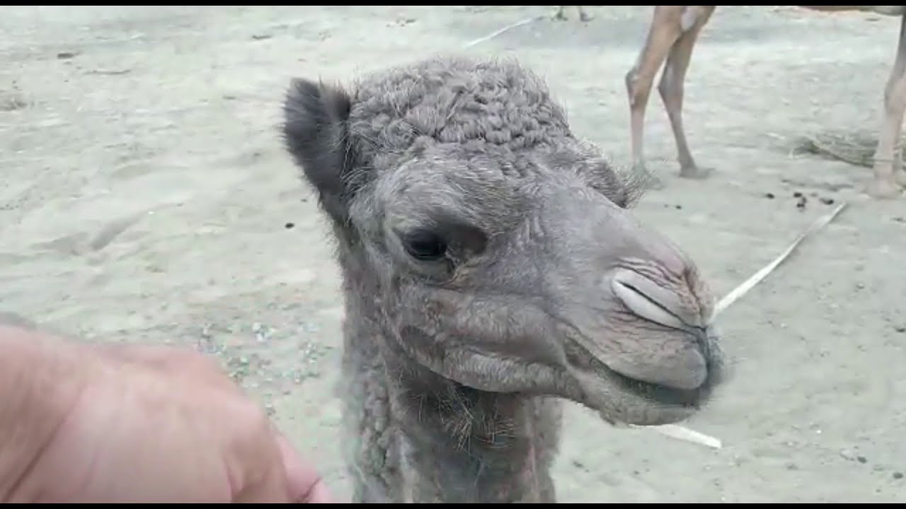 Camel Calves playing and annoying adults.
