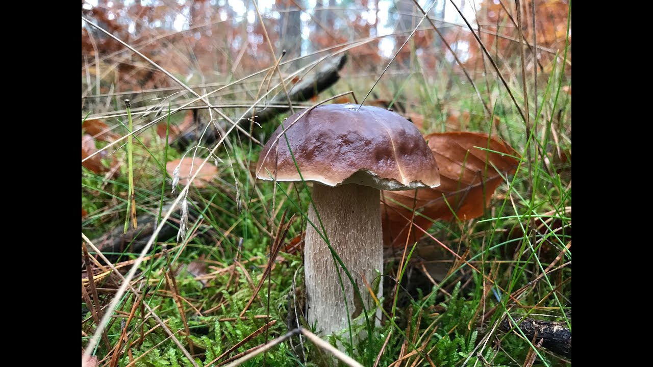 Грибы, маслята, опята и стихотворение «Сбор грибов» 02/11/2025