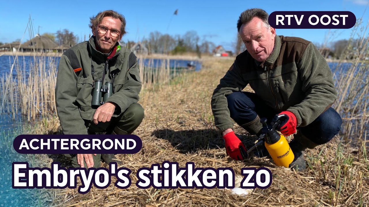 Waarom Staatsbosbeheer ganzeneieren insmeert met olie | RTV Oost