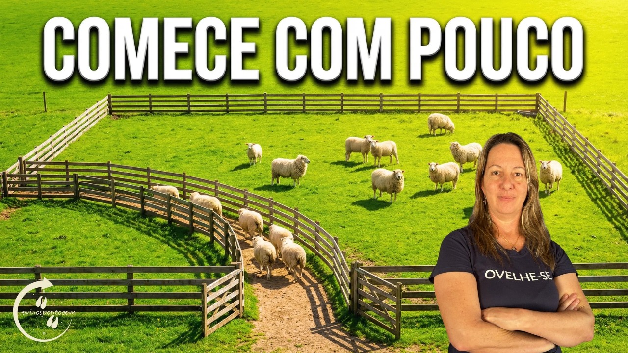 Como começar criar ovelhas com pouco dinheiro.