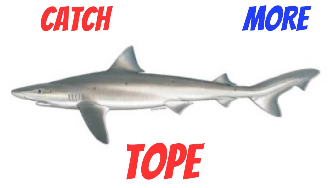 The Tope - Оснастка, приманки, рекорды и тактика #рыболовнаяпятница