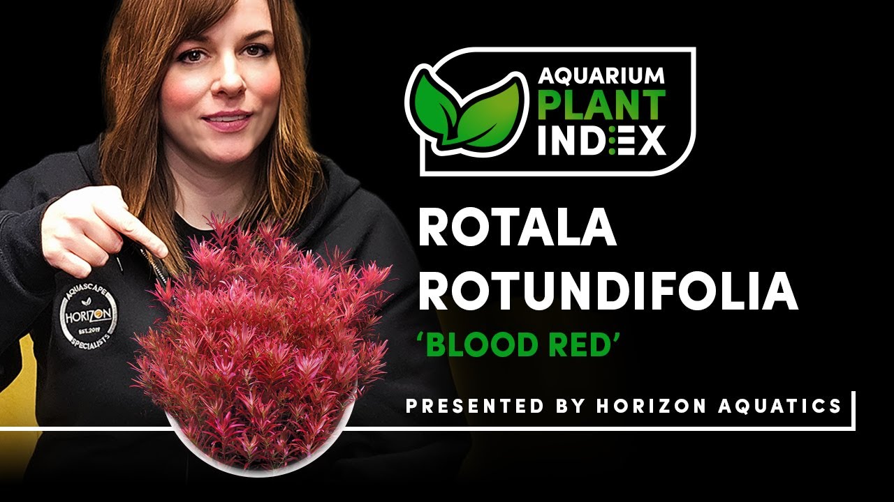 Rotala Blood Red - Aquarium Plant Index
