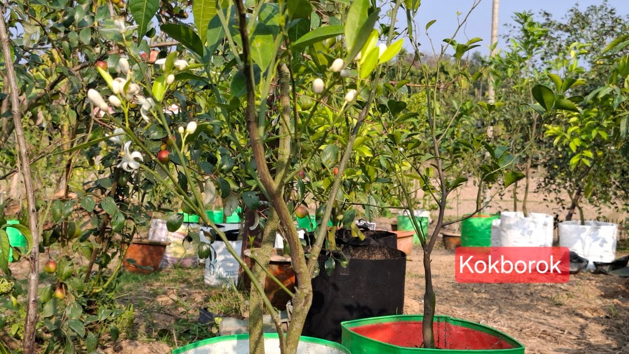 Komola eba mandarin bwkhri ongnani chengkha January talo#gardeningvideo #fruit #shortvideo .