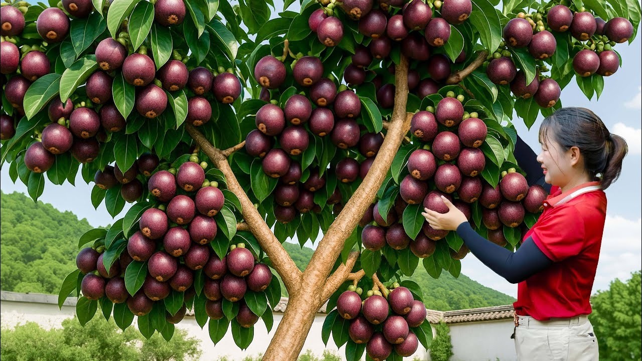 CHOCANTE! Colheita Mangostão Roxo RARO! | Colheita Selvagem e Venda no Mercado