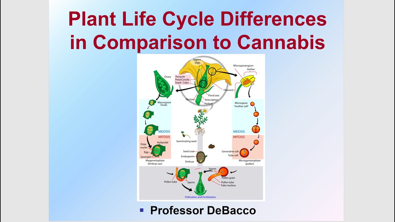 Plant Life Cycle Differences in Comparison to Cannabis