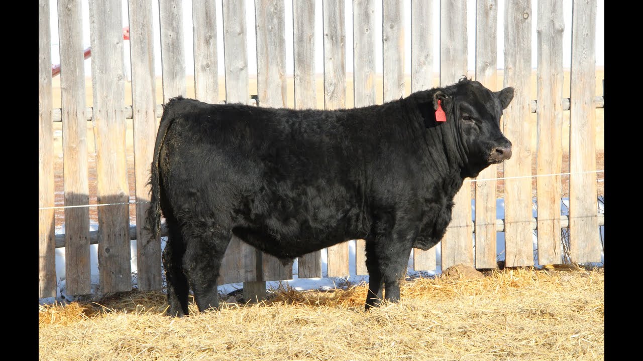 Davidson Gelbvieh Bull Lot DVE 132N sells Friday, March 6 2026