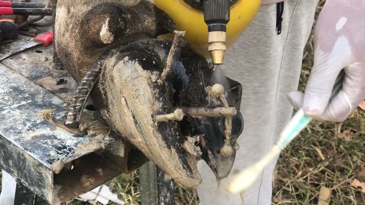 Good luck 👍 Trim and Cleaning Rescued cow hoof from hunter's !!